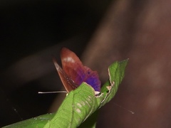 Abisara saturata