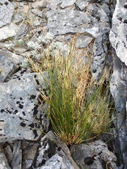 Marsippospermum gracile