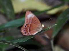 Abisara saturata