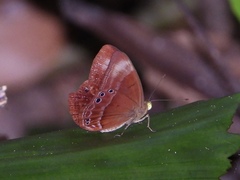 Abisara saturata