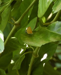 Pseudotajuria donatana