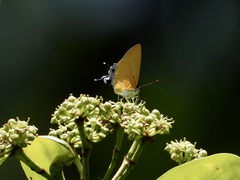 Pseudotajuria donatana