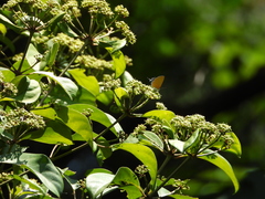 Pseudotajuria donatana