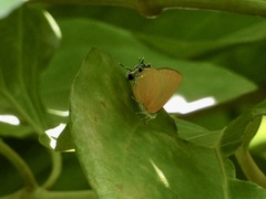 Pseudotajuria donatana