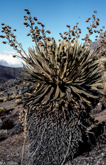 Espeletia timotensis