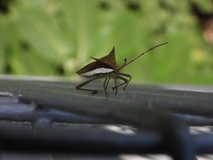 Aspilosterna albovittata