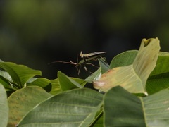 Aspilosterna albovittata