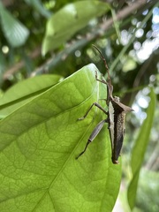 Aspilosterna albovittata