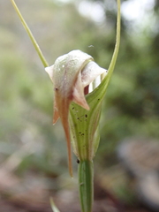 Pterostylis decurva