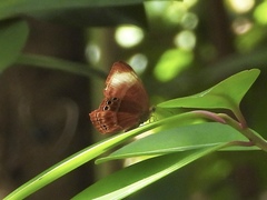 Abisara saturata