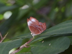 Abisara saturata