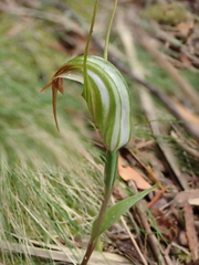 Pterostylis decurva