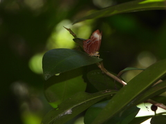 Abisara