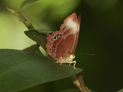 Abisara