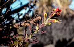 Castilleja meridensis