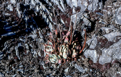 Echeveria multicolor