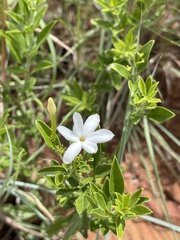 Jasminum quinatum
