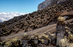 Espeletia timotensis