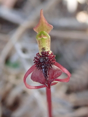 Chiloglottis reflexa
