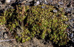 Azorella julianii
