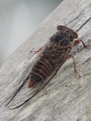 Palapsalta circumdata