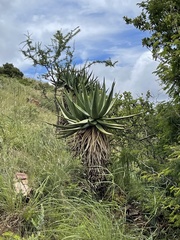 Aloe castanea