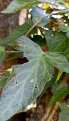 Hedera nepalensis