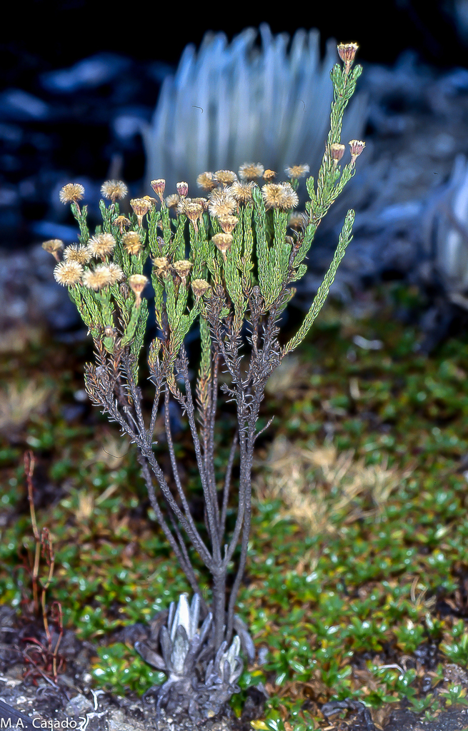 Hinterhubera