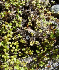 Hydrocotyle sulcata