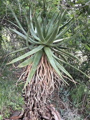 Aloe castanea