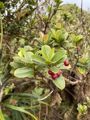 Syzygium sandwicense