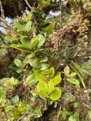 Syzygium sandwicense