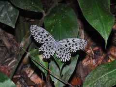 Idea hypermnestra linteata