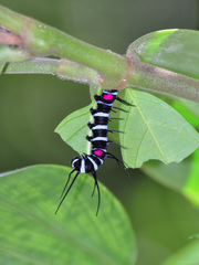 Idea hypermnestra linteata