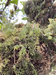 Hymenophyllum lanceolatum