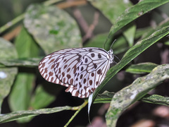 Idea hypermnestra linteata