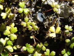 Hydrocotyle sulcata