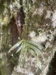 Microsorum novae-zealandiae