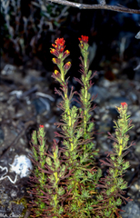 Castilleja meridensis