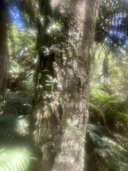 Microsorum novae-zealandiae