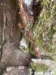 Microsorum novae-zealandiae