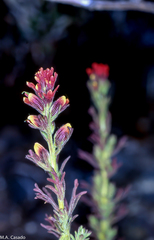 Castilleja meridensis