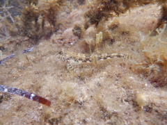 Lepidoblennius marmoratus