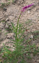 Hermbstaedtia fleckii