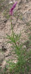 Hermbstaedtia fleckii