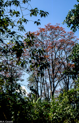 Erythrina poeppigiana