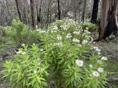 Coronidium boormanii