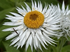 Coronidium boormanii