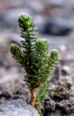 Alchemilla verticillata