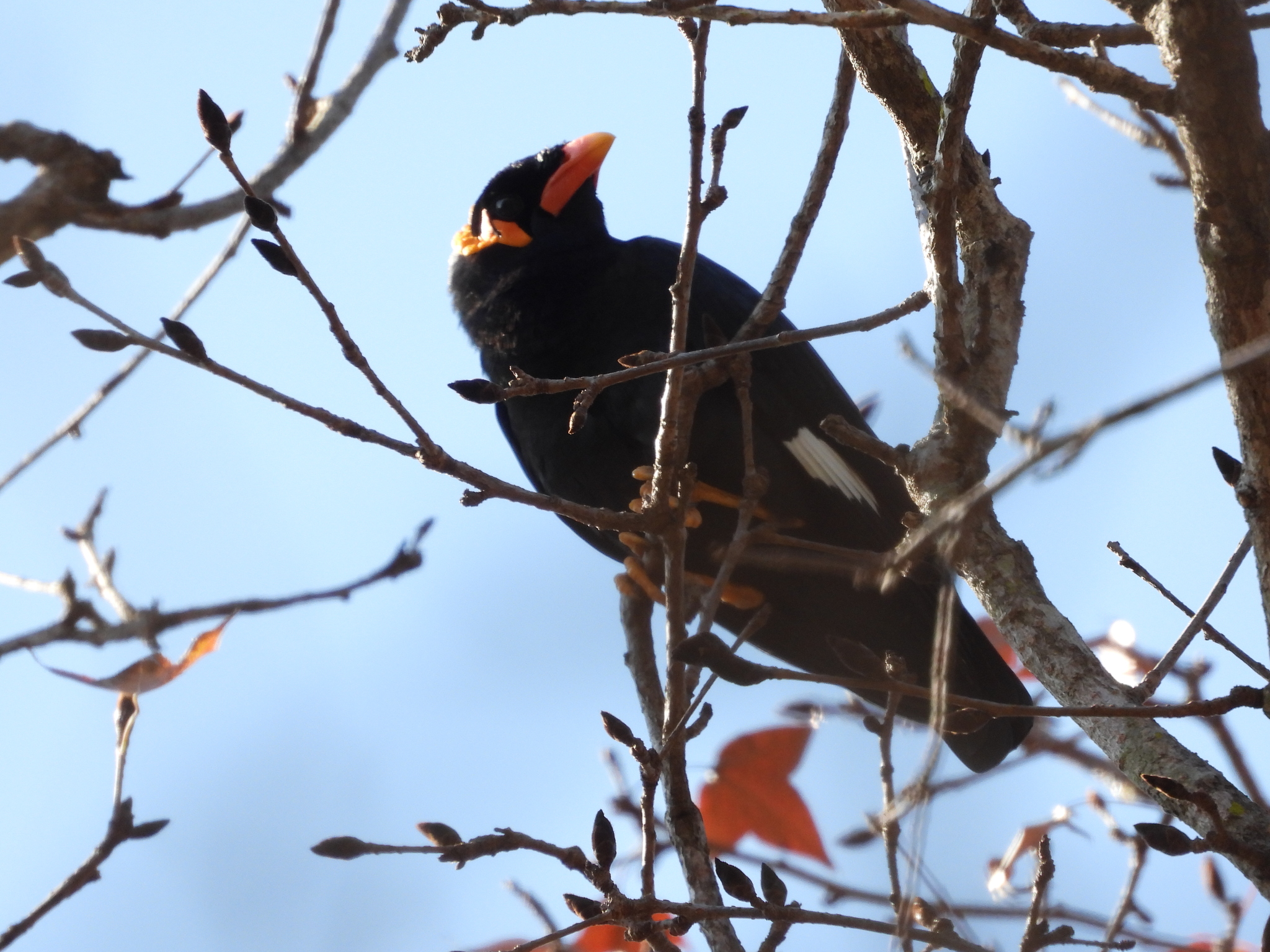 Common Hill Myna